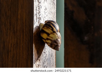 Close-up photograph of a snail on a wooden surface, showcasing its shell texture and natural environment in soft lighting. - Powered by Shutterstock
