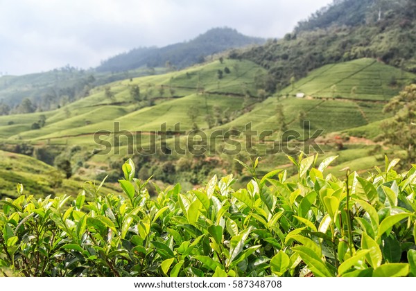 Close-up photograph of tea\
plant