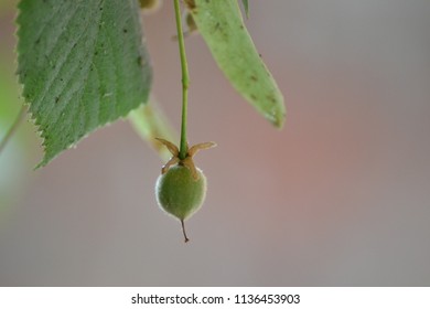 Closeup Photograph Of Tilia (linden Tree) Fruit And Bract.