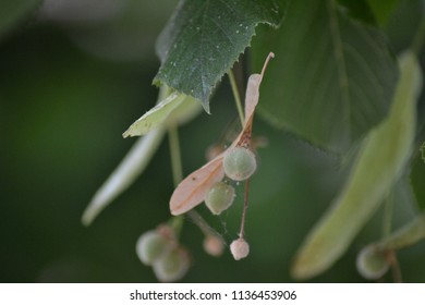 Closeup Photograph Of Tilia (linden Tree) Fruit And Bract.