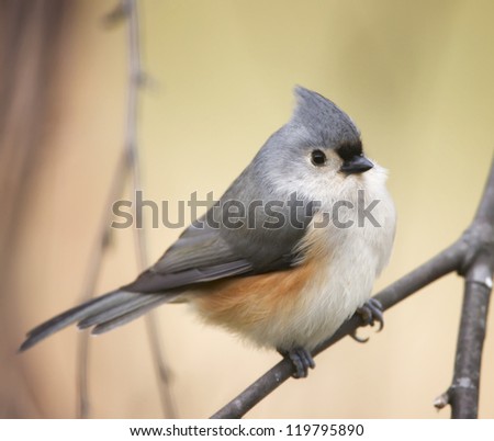 A closeup photograph of a Tufted Titmouse perched on a tree branch.