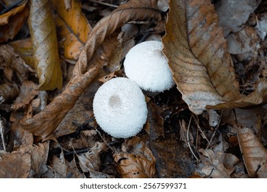 A close-up photograph of two white puffball mushrooms growing on the forest floor amongst a bed of fallen leaves. - Powered by Shutterstock