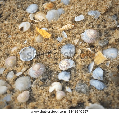 Closeup photograph of a variety of colorful sea shells on the beach sand.