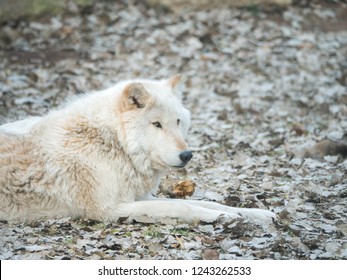 A Closeup Photograph Of A White Furred Gray Wolf Or Timber Wolf Laying On Brown Leaves In Autumn Or Fall Season In Rural Wisconsin.