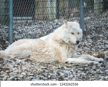 A Closeup Photograph Of A White Furred Gray Wolf Or Timber Wolf Laying On Brown Leaves In Autumn Or Fall Season In Rural Wisconsin.