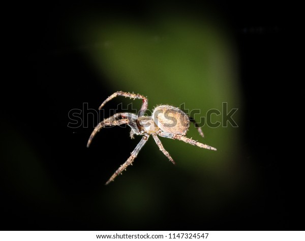 Closeup Photograph Young Garden Orbweaver Spider Stock Photo Edit