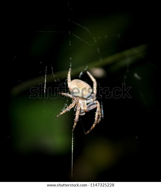 Closeup Photograph Young Garden Orbweaver Spider Stock Photo Edit