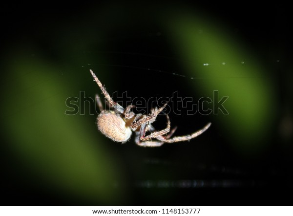 Closeup Photograph Young Garden Orbweaver Spider Stock Photo Edit