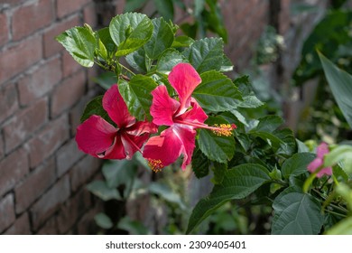 A close-up photography of a dark pink Hibiscus flowers - Powered by Shutterstock