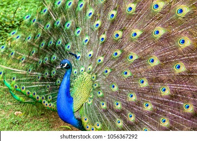 Close-up photography of the multiple eyes of the feathers of an indian peafowl (peacock) in full display.