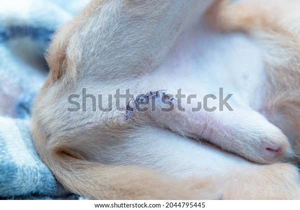 Close-up\
photography of surgical sutures on the male dog\'s body. Picture\
made after 10 days after castration\
operation.