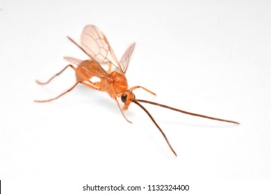 Close-up Photos In The Body Braconid Wasps Of Red Bee Hymenoptera Insects.