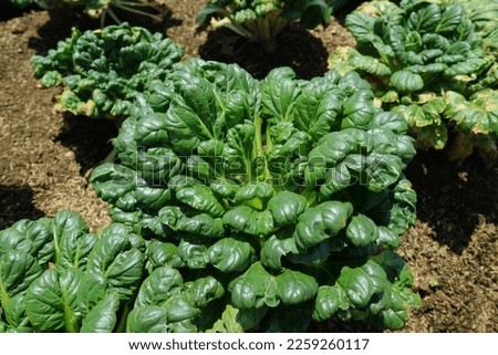 Close-up photos of growth spinach mustard vegetables grown on the growing plot or field. Fresh organic spoon mustard, Tatsoi plant or rosette bok choy . Vegan food. Diet food. Beautiful nature green l