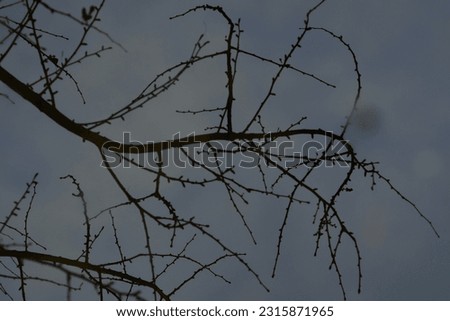 Similar – Knorrig Natur Himmel