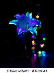 Closeup Photos Of A Wild Flower Under UV Spectrum