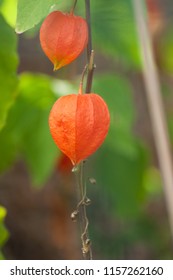 Garten Lampions Stock Photos Images Photography Shutterstock