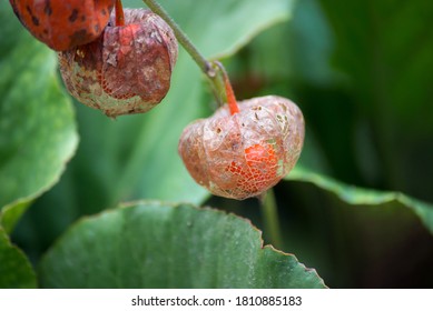 closeup of physallis plant in the garden