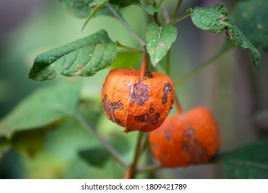 closeup of physallis plant in shaped halloween pumpkin