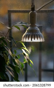 Closeup Of Phytolamp Illuminates Plant At Home, Making Up For The Lack Of Real Daylight And Sunlight. LED Lamp For Lighting Indoor Plants In Winter Season In Apartment Or Living Room. Selective Focus