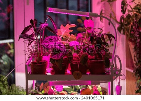 Closeup of phytolamp illuminates plant at home, making up for lack of real daylight and sunlight. LED purple lamp for supplementary lighting of houseplants in winter season in apartment. Plant care. 