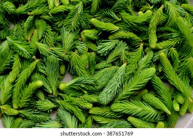 Closeup Of Picked Spruce Tips