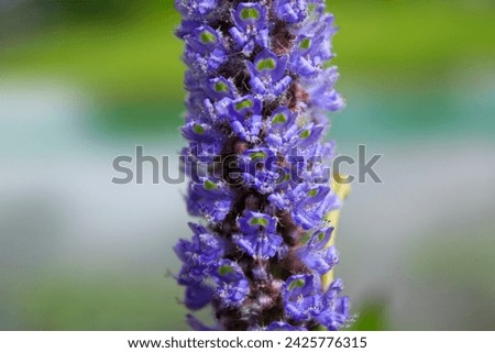 Close-up of the pickerel weed in the rural. Blooming pickerelweed (Pontederia cordata) water plant, violet blue flower. Flower and plant.