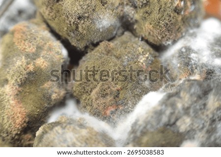A closeup of Pickled fermented olives with a layer of mold on top, spoiled jar of pickles, Mold is a type of fungus that grows in damp environments and can appear as fuzzy or discolored patches