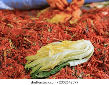 Close-up of a pickled napa cabbage on seasonings against a female working for Kimjang(Kimchi Making), Suwon-si, South Korea
 - Shutterstock ID 2302642599