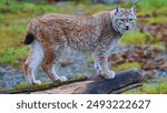 Closeup Picture of Aggressive Bobcat