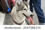 Closeup picture of Alaskan Malumute dog