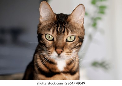 Close-Up Picture of a Beautiful Bengal Cat, cat looking at Camera, cat portait - Powered by Shutterstock