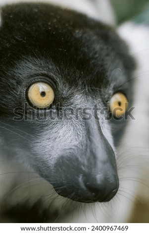 Close-Up Picture of a Beautiful Ferret