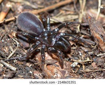 Closeup picture of the black European purseweb spiders Atypus piceus (Araneae: Atypidae), an atypical tarantula photographed in a heathland in southern Germany.