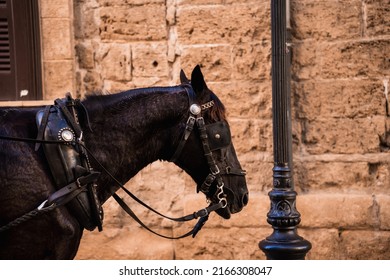 867 Horses mallorca Images, Stock Photos & Vectors | Shutterstock