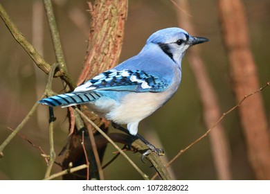 A close-up picture of a blue jay taken at the nature center, Turkey Run State Park, Indiana. - Shutterstock ID 1072828022