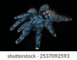 Closeup picture of a blue juvenile of the Antilles pinktoe tarantula or Martinique red tree spider, Caribena (Avicularia) versicolor [Araneae: Theraphosidae], photographed on black background.