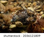 A close-up picture of a blue mussel, Mytilus edulis, in cold Northern European waters