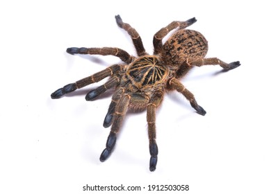 30,985 Tarantula Images, Stock Photos & Vectors | Shutterstock