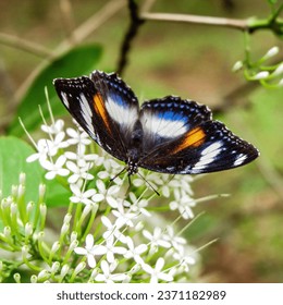 A closeup picture of butterfly sitting on flowers, taken with Fujifilm AX-3