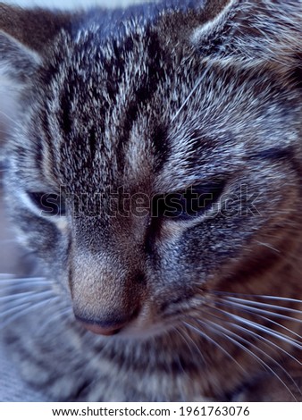 Close-up picture of a cat in soft colours.