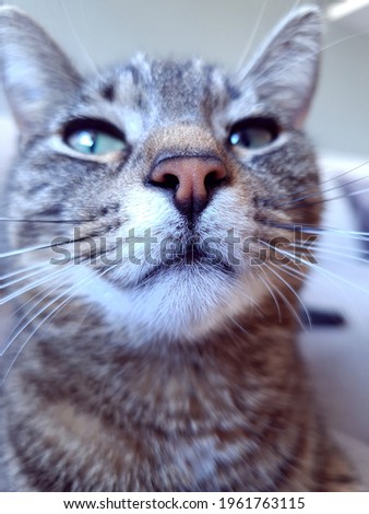 Close-up picture of a cat in soft colours.
