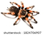 Closeup picture of colourful adult female of Mexican Red-Knee tarantula spider Brachypelma smithi (Araneae: Theraphosidae), photographed on white background.