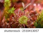 Closeup picture of the common roundleaf sundew (Drosera rotundifolia) with trapped insect, a carnivorous plant photographed in a moor in southern Germany