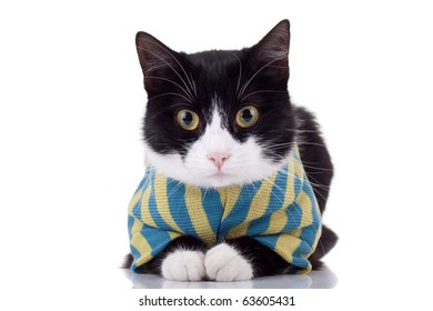 Closeup Picture Of A Cute Black And White Cat Wearing Clothes