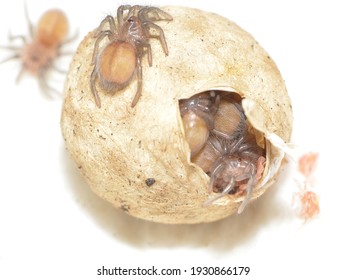 Closeup picture of an egg sac with offspring in the larval stage of the cobalt blue earth tiger tarantula Haplopelma (Cyriopagopus) lividum [Theraphosidae: Ornithoctoninae]  from Thailand and Myanmar. - Shutterstock ID 1930866179