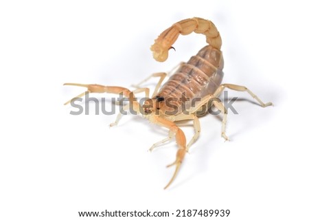 Closeup picture of the European common yellow scorpion Buthus occitanus (Scorpiones: Buthidae) from southern France photographed on white background.