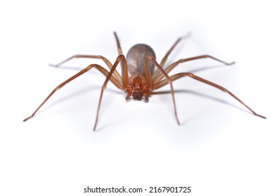 Closeup picture of a female of the Mediterranean recluse spider Loxosceles rufescens (Araneae: Sicariidae), a medically important spider with cytotoxic venom photographed on white background. - Shutterstock ID 2167901725
