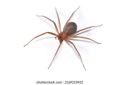 Imagen de una mujer de la rebelión recluta del Mediterráneo, araña Loxosceles rufescens (Araneae: Sicariidae), una araña médicamente importante con veneno citotóxico fotografiado con fondo blanco.
