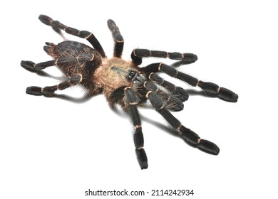 1,319 Theraphosidae Images, Stock Photos & Vectors | Shutterstock