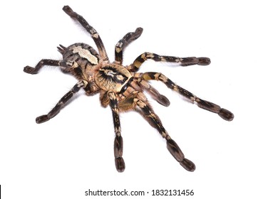 30,985 Tarantula Images, Stock Photos & Vectors | Shutterstock